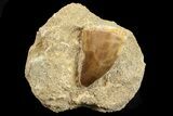 Mosasaur (Prognathodon) Tooth In Rock #70450-1